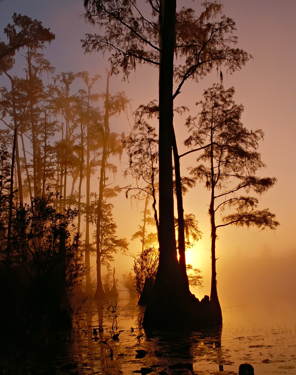 Image - okefenokee swamp georgia florida