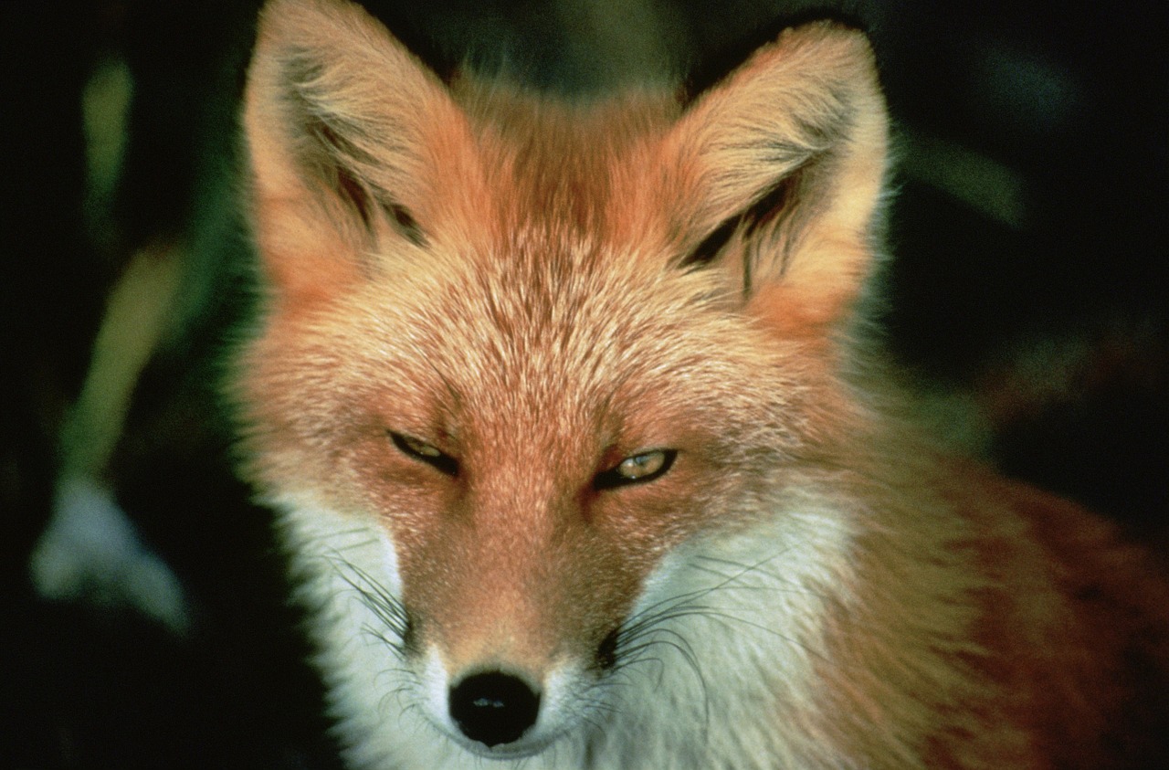 Image - red fox animal wildlife nature