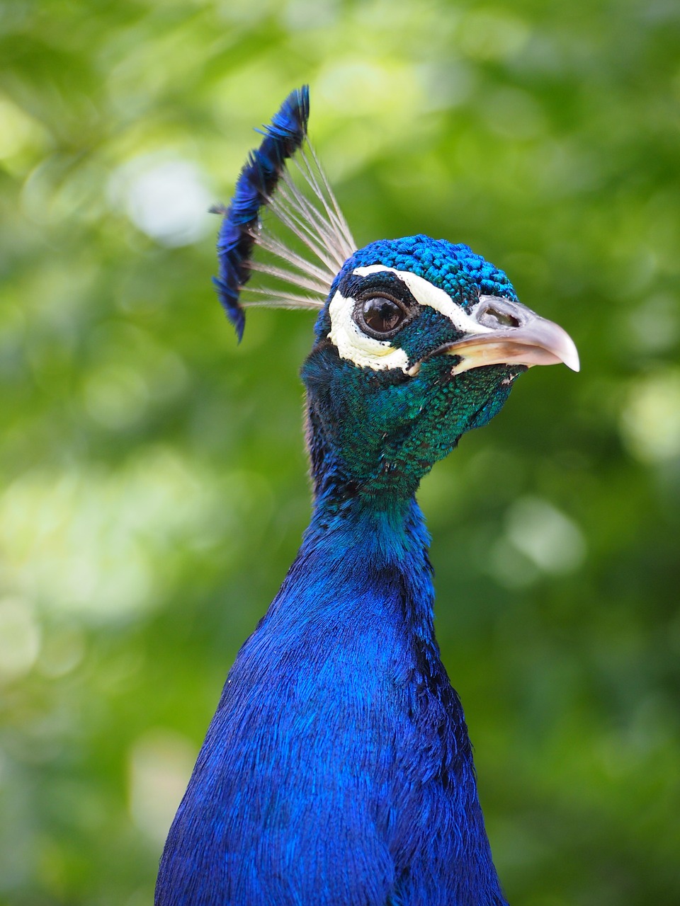 Image - zoo peacock head animal feather