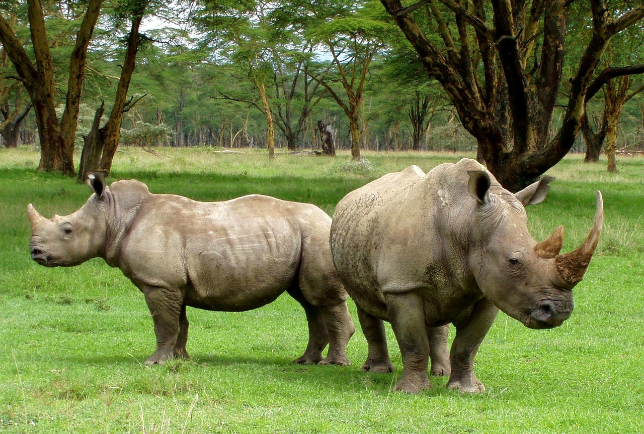 Image - africa white rhinos rhino