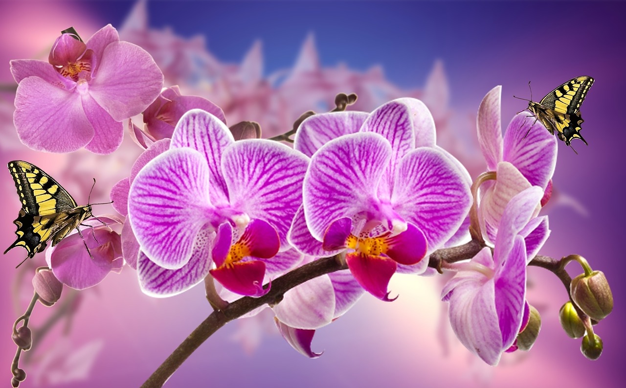 Image - orchids flowers garden orquidea