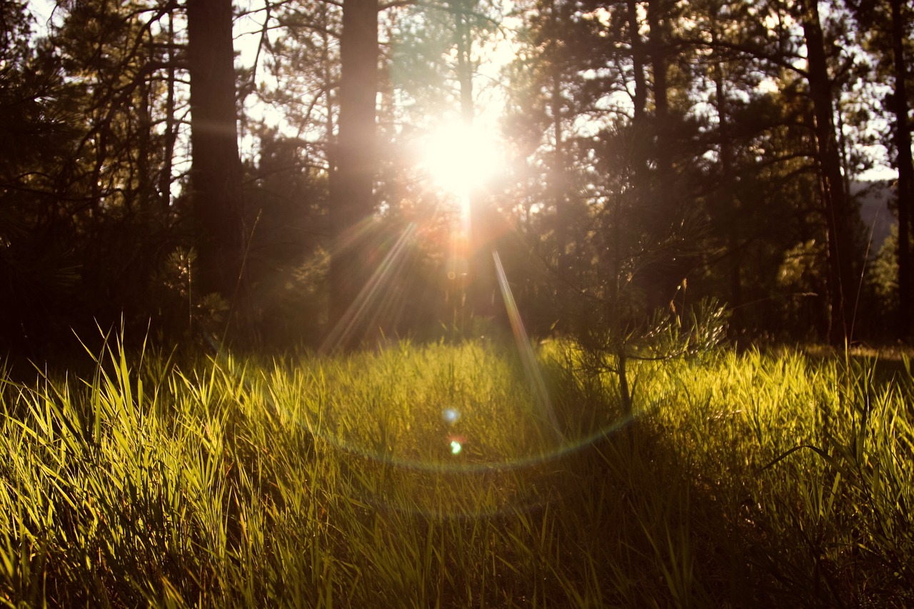 Image - sunlight forest nature landscape