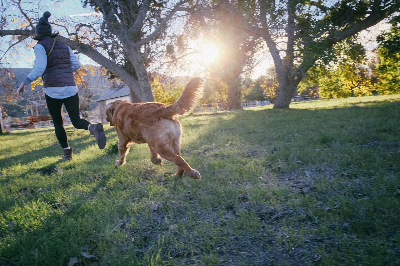 Image - dog friend companion pet animal