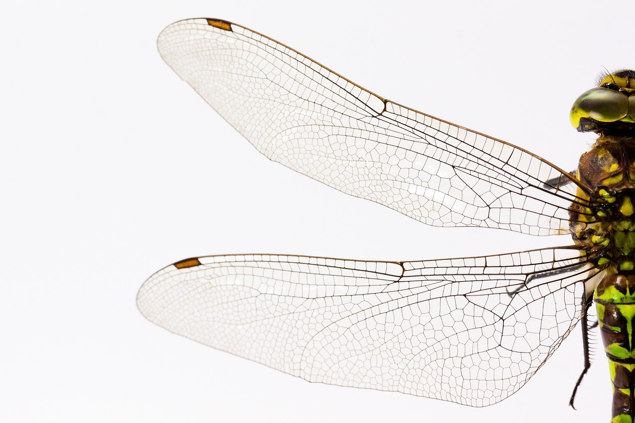 Image - dragonfly insect animal wing