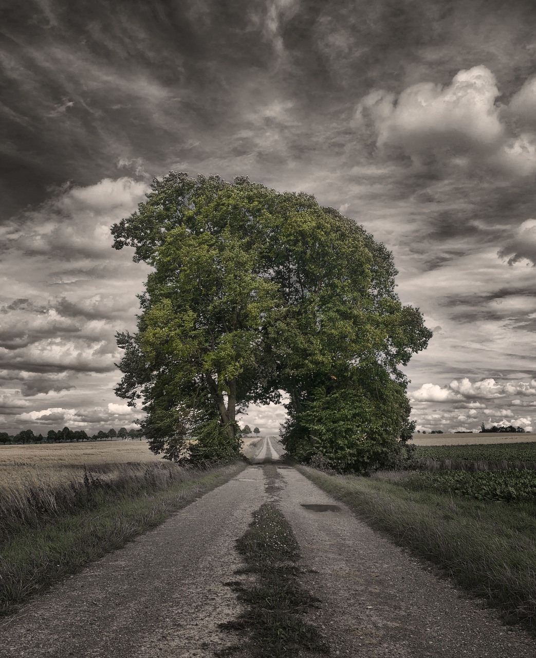 Image - grove of trees away mood landscape