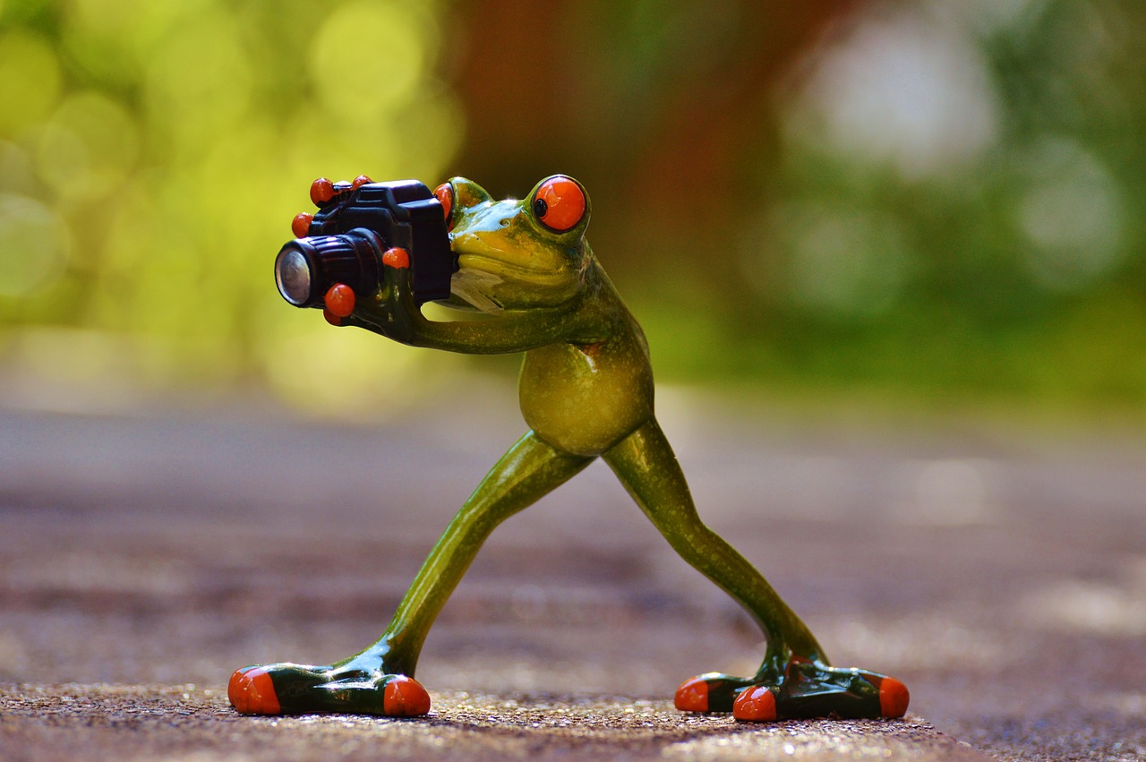 Image - photographer frog funny green