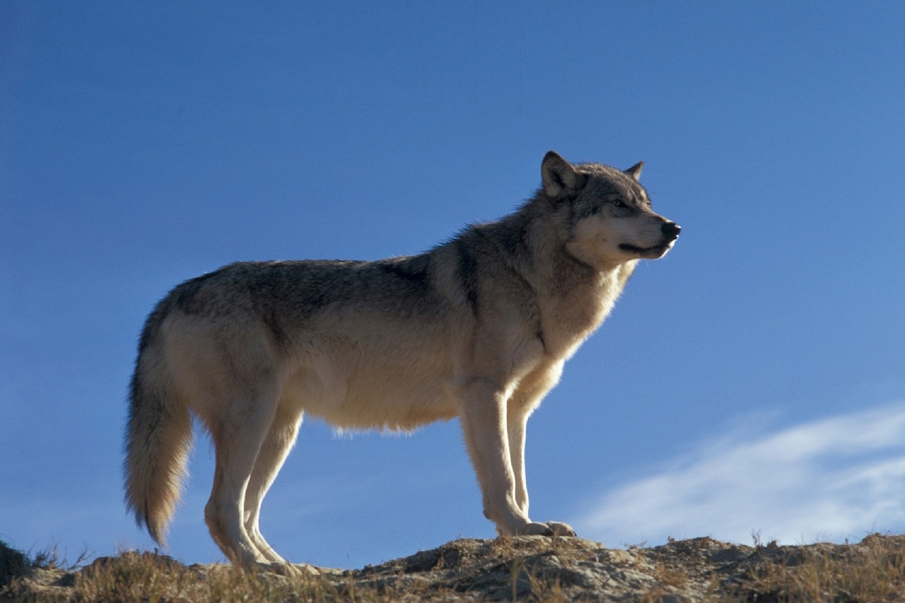 Image - wolf wildlife nature predator