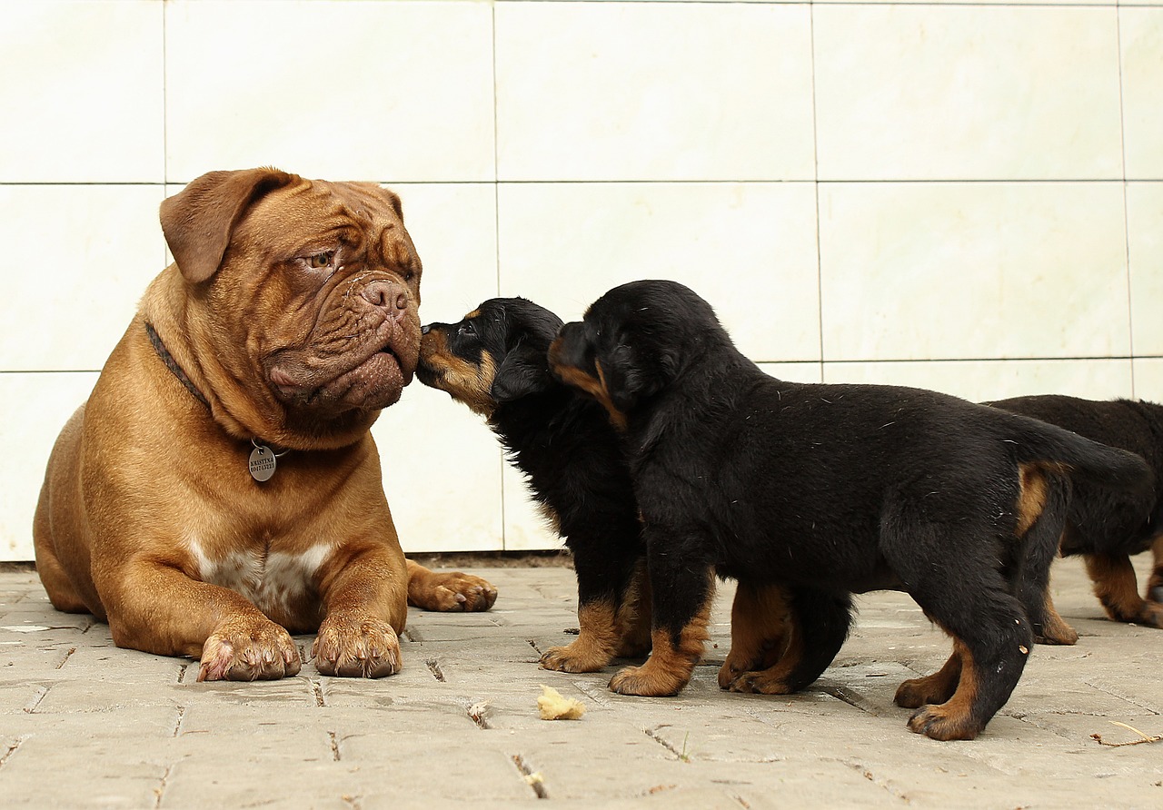 Image - rottweiler puppy dog background