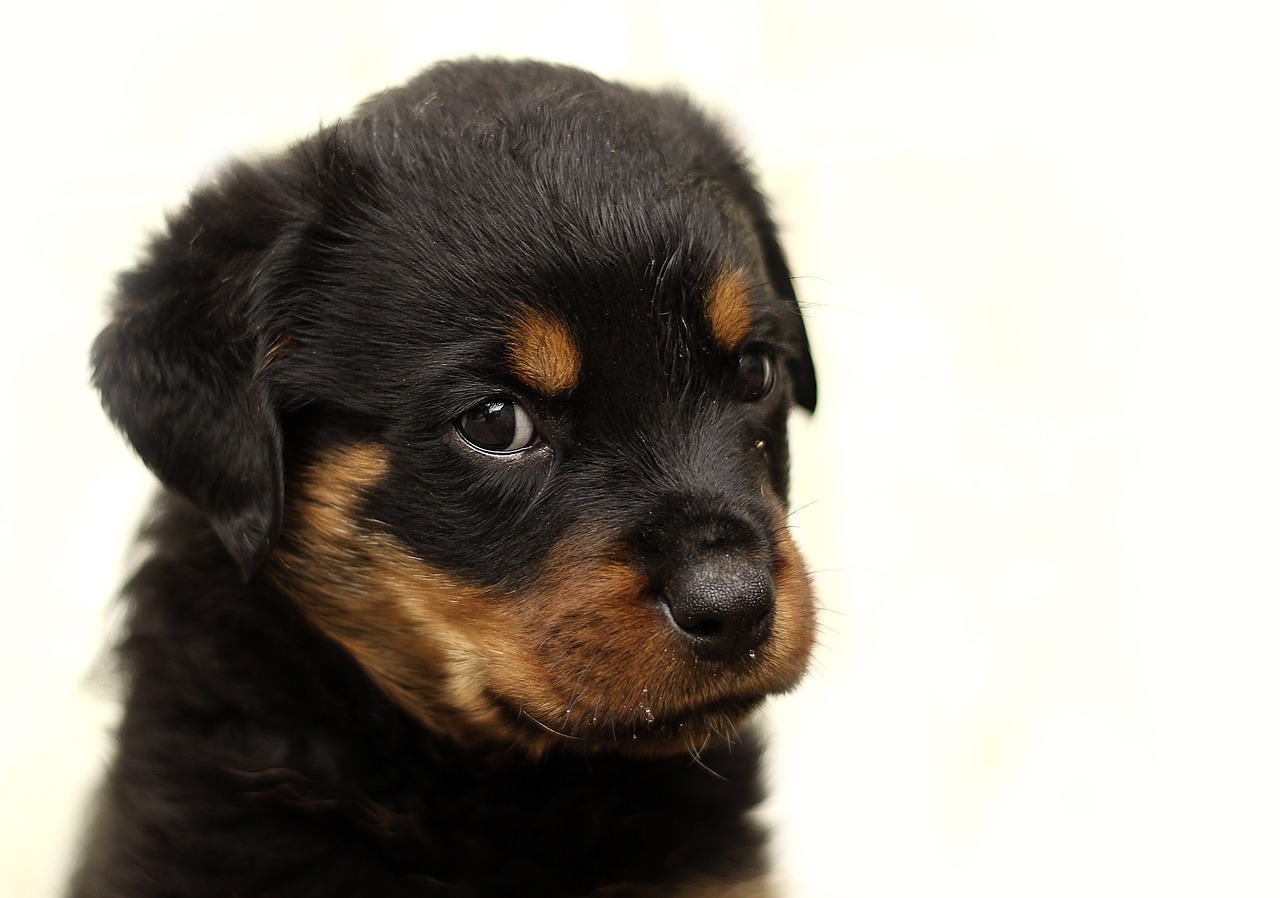 Image - rottweiler puppy dog background