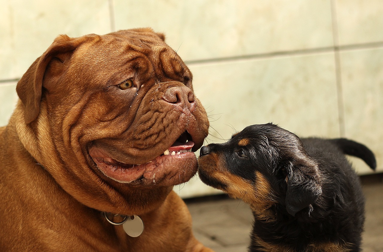 Image - rottweiler puppy dog background