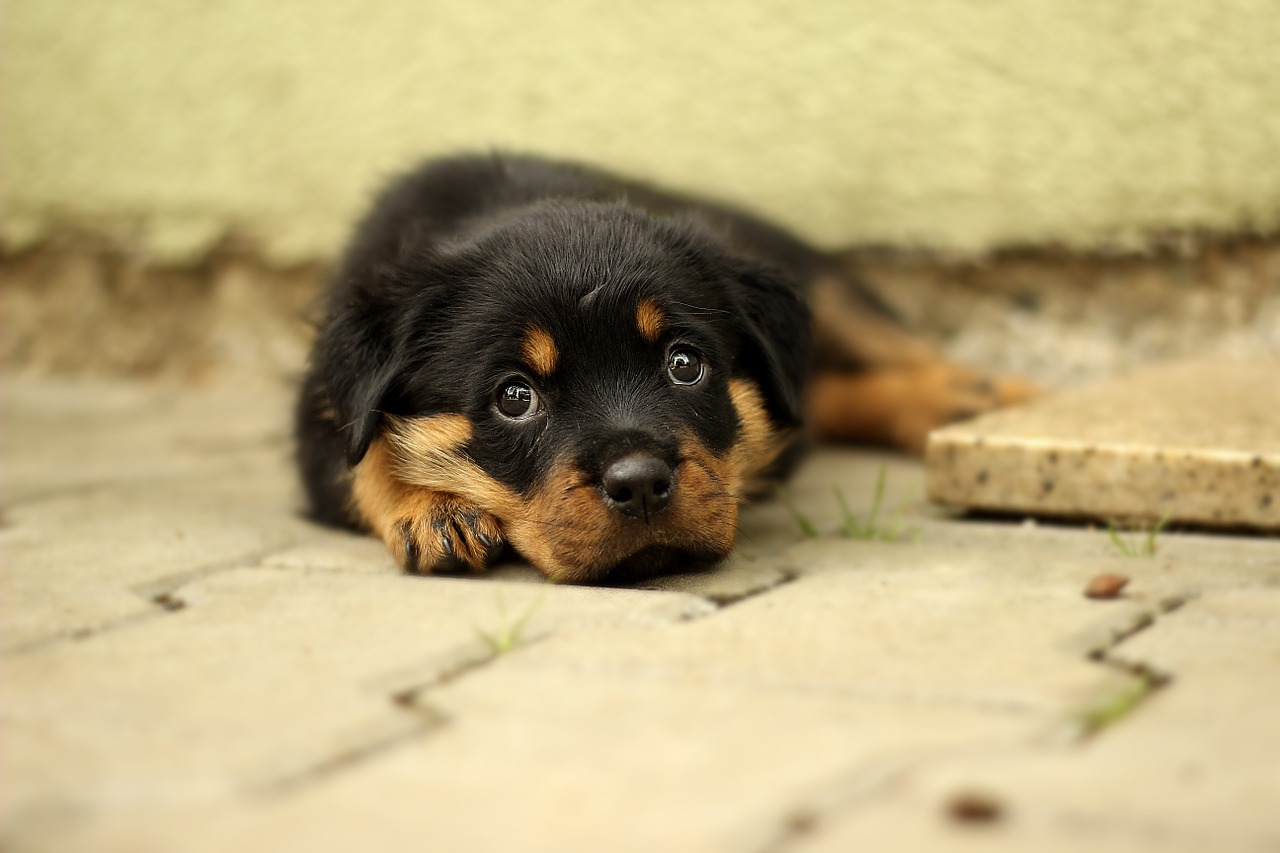 Image - rottweiler puppy dog background