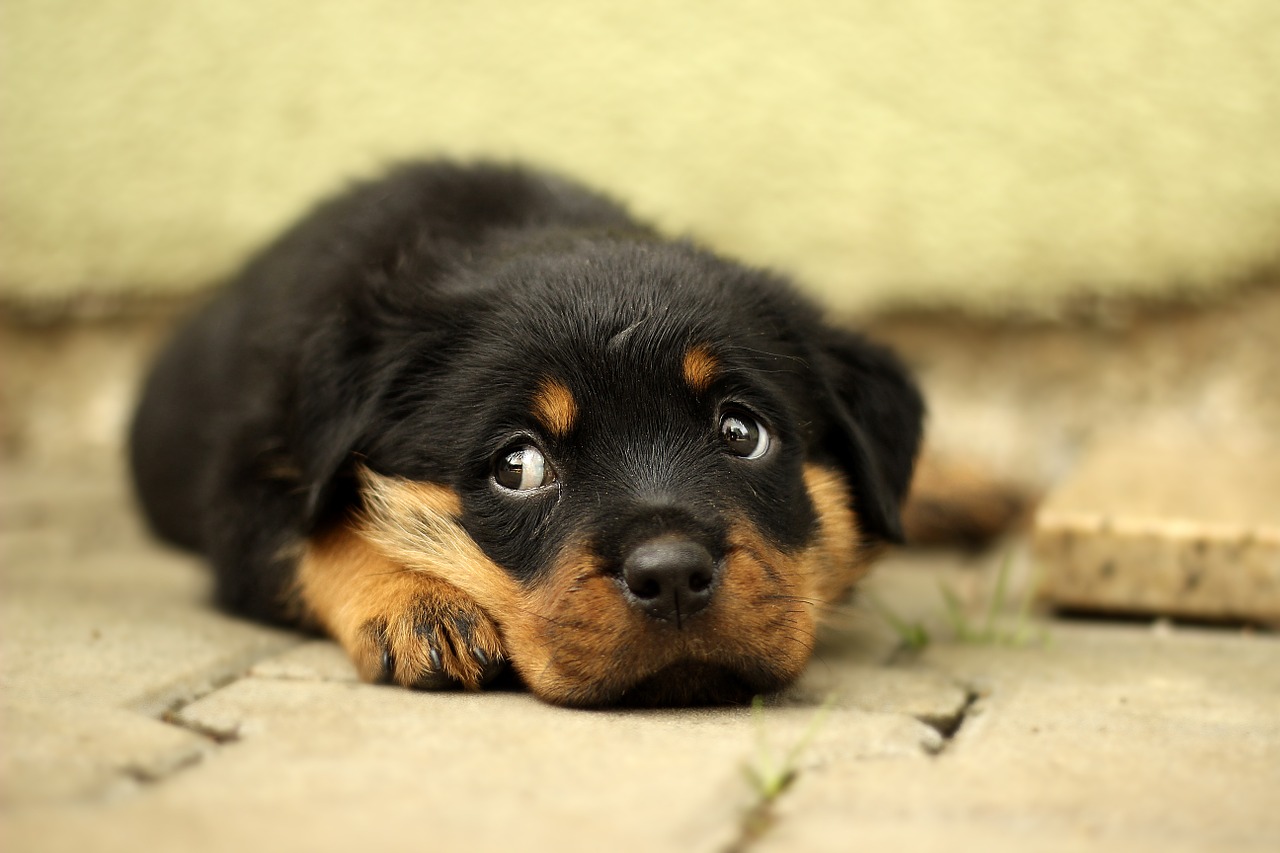 Image - rottweiler puppy dog background