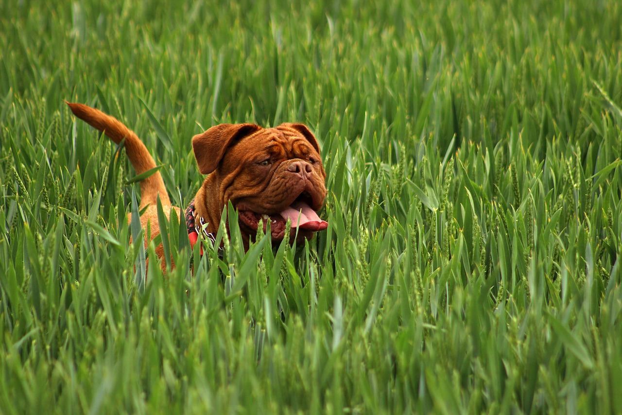 Image - bordeaux mastiff dog animal white