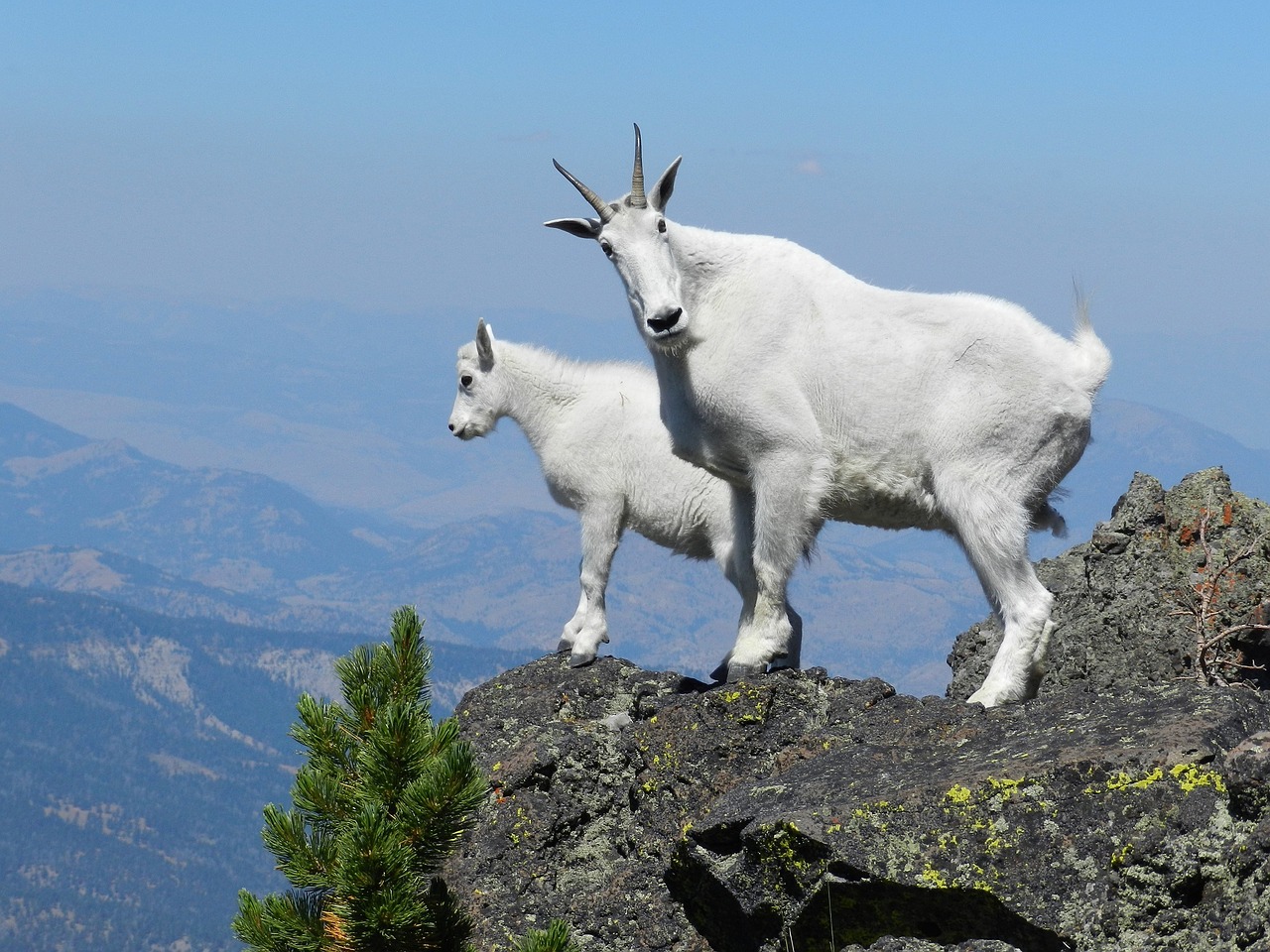 Image - mountain goats peak looking