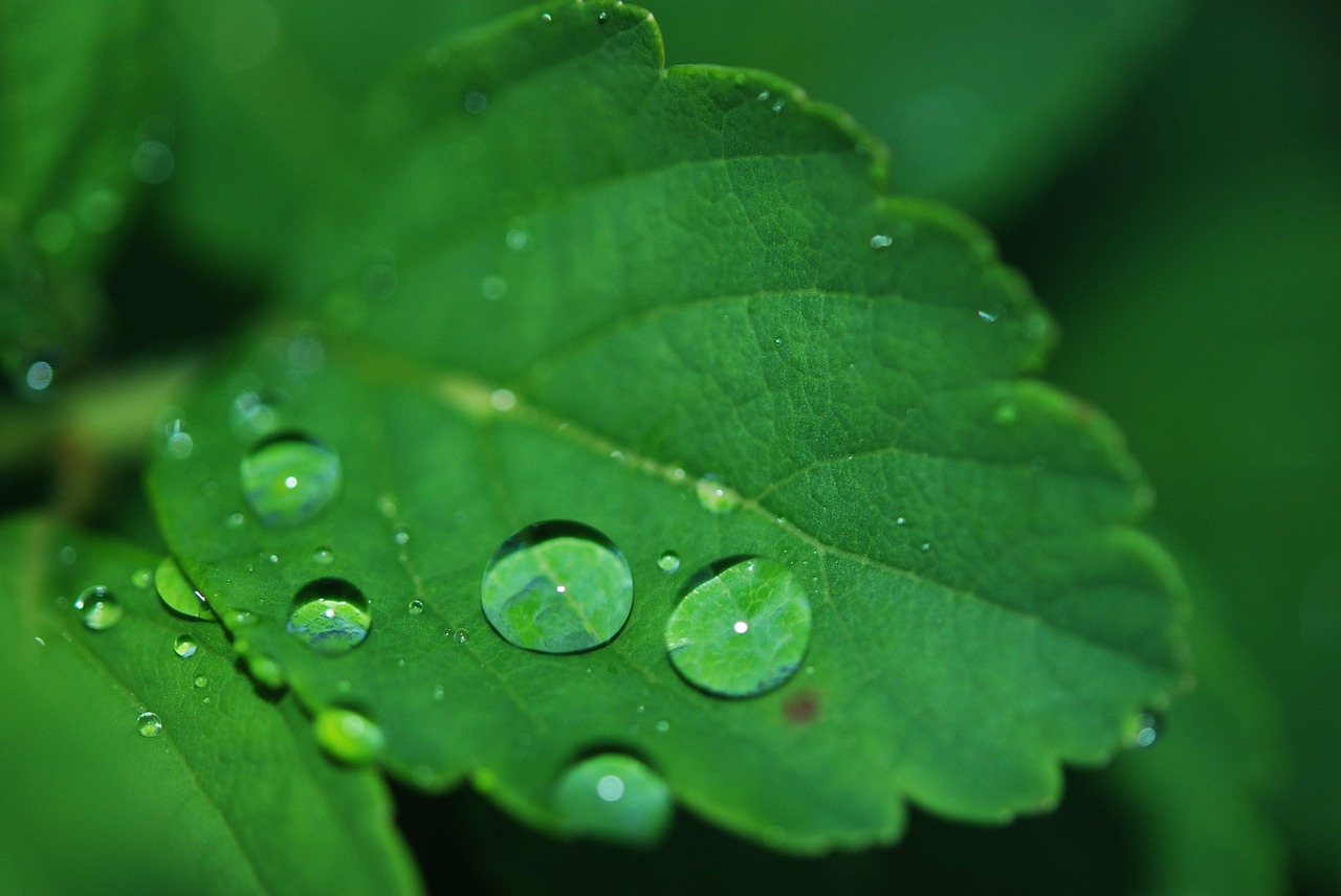 Image - leaf droplet water dew drops