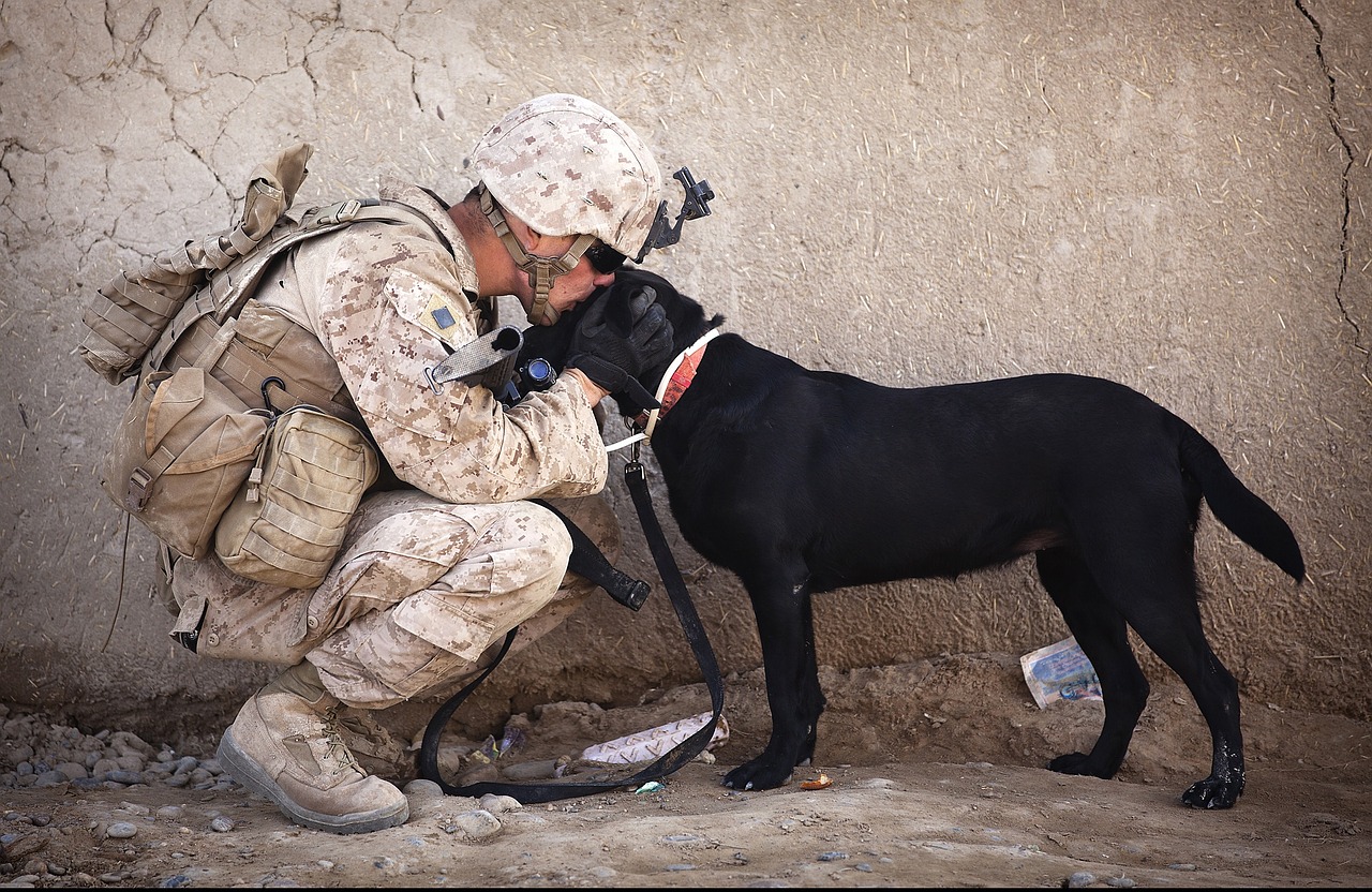 Image - soldier dog companion service