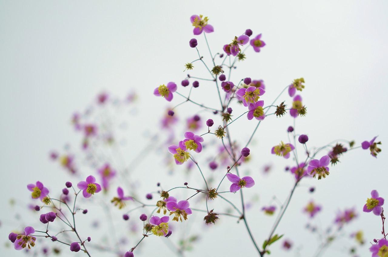 Image - flower floral blossom nature