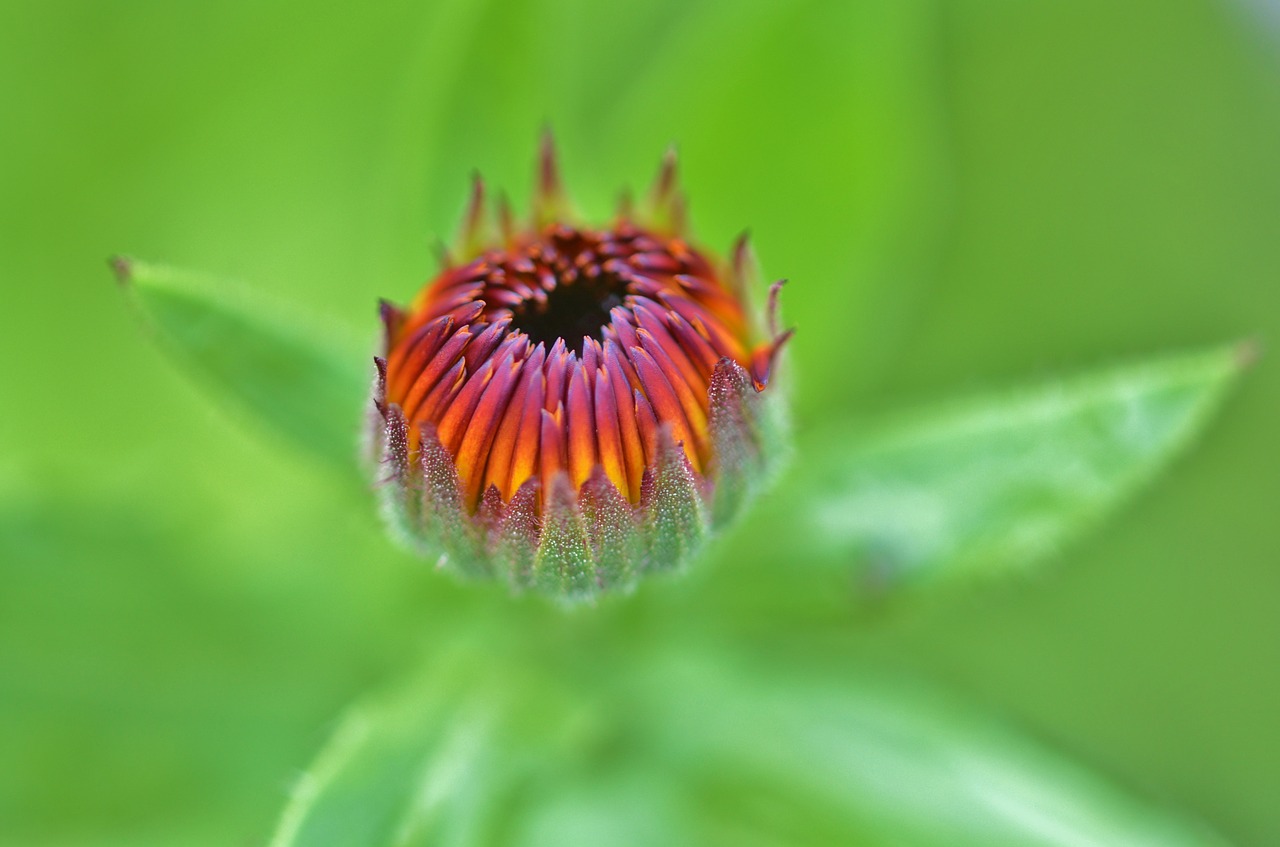 Image - flower floral blossom nature