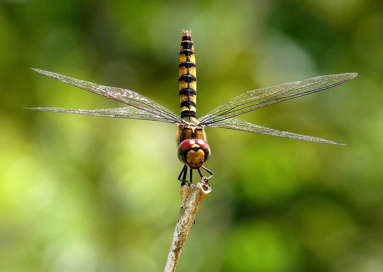 Image - greater crimson glider dragonfly