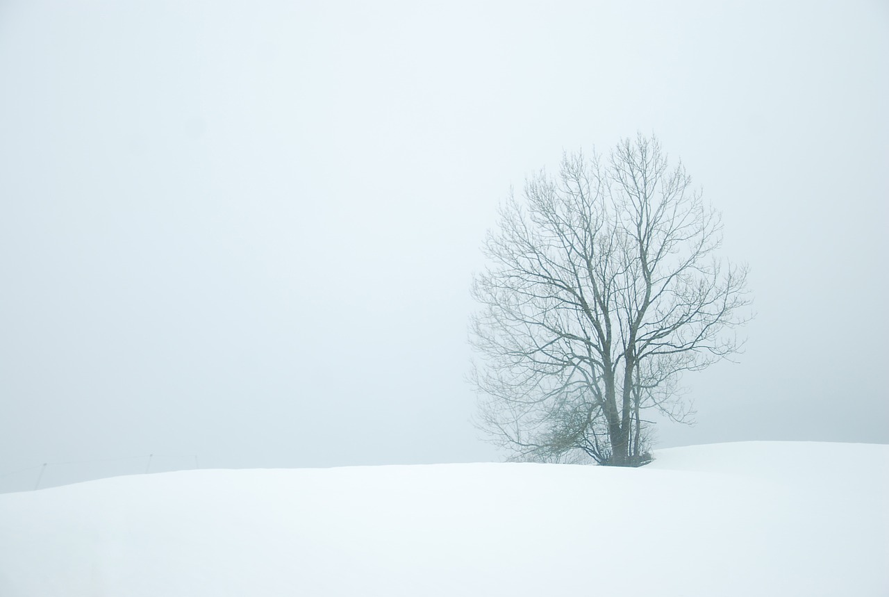 Image - winter snow trees white nature