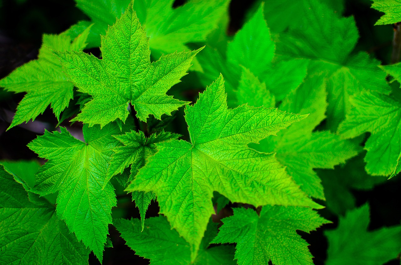 Image - green leaf summer