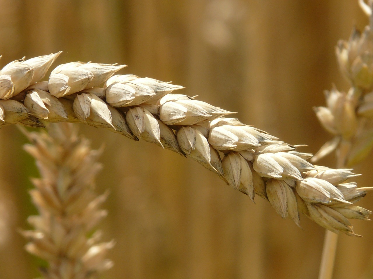 Image - ear wheat cereals grain field