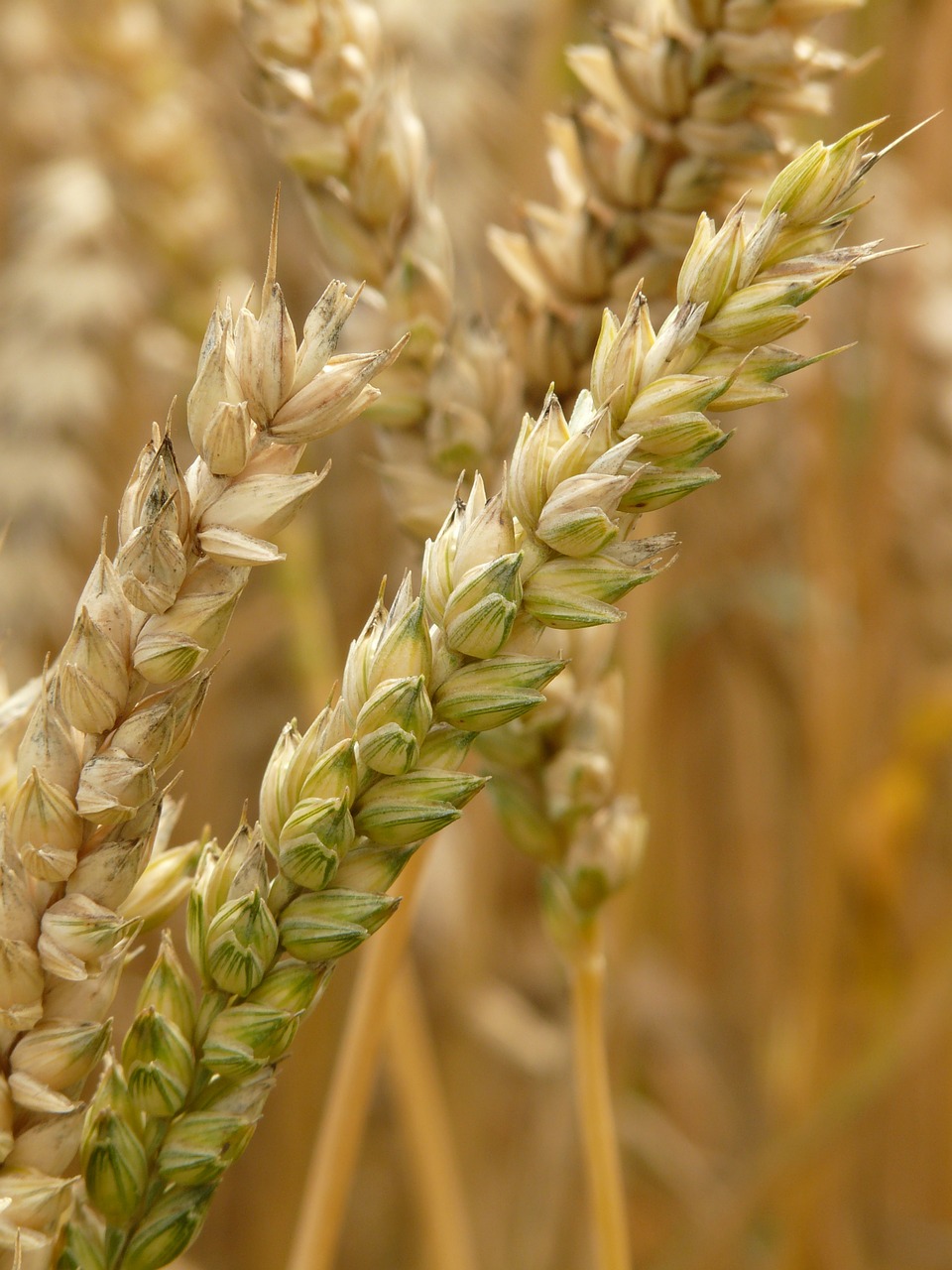 Image - spike wheat cereals grain field