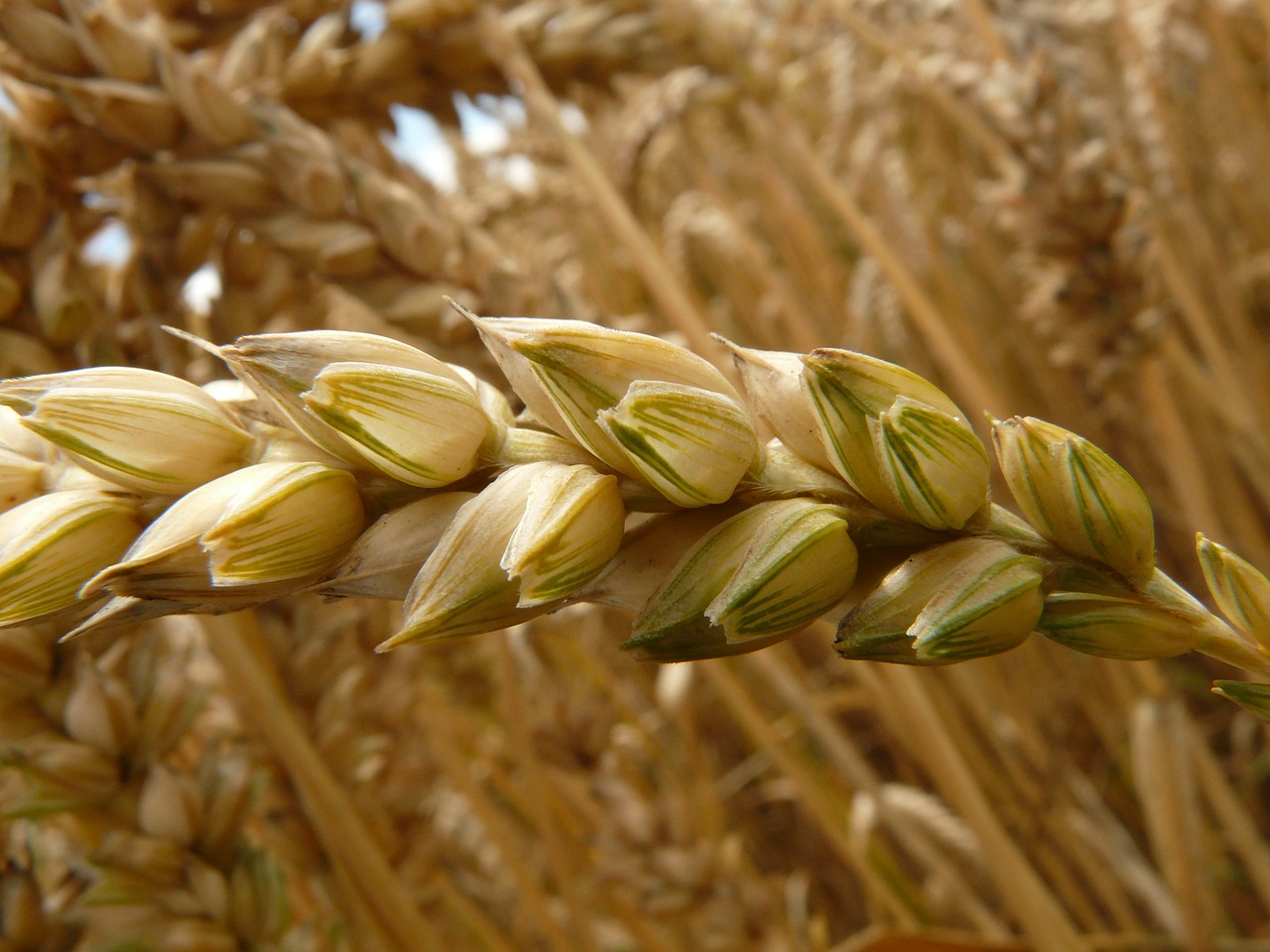 Image - spike wheat cereals grain field