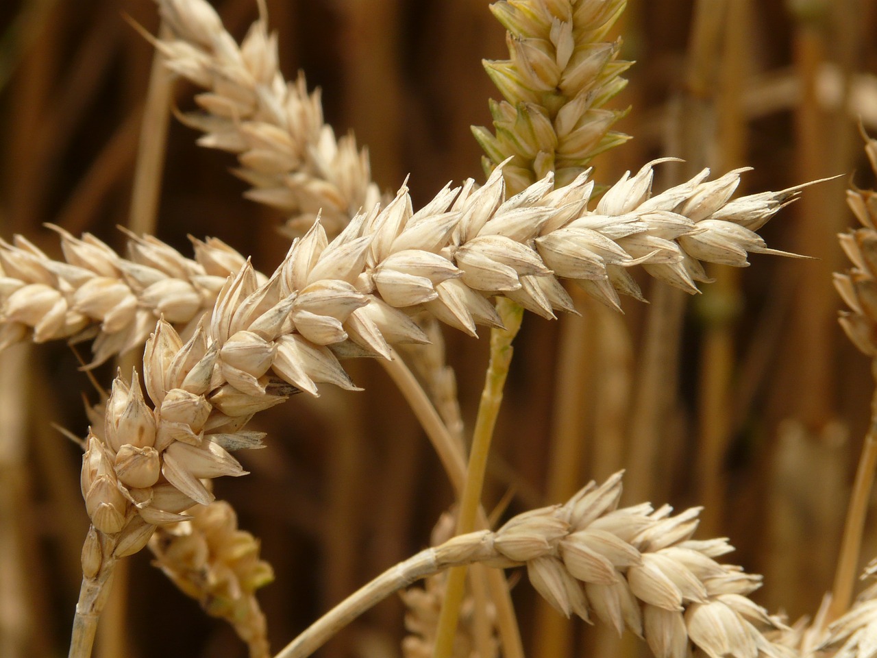 Image - spike wheat cereals grain field