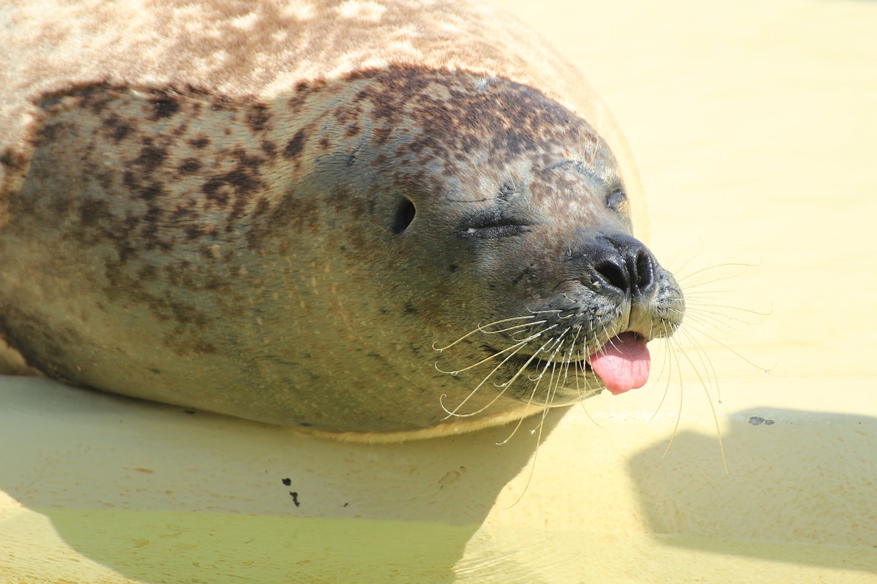 Image - seal phoca vitulina robbe dog seal