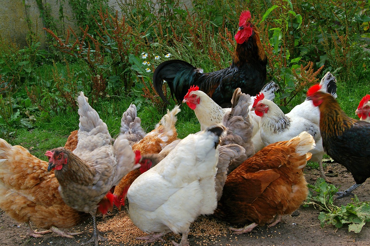 Image - chickens chicken run farm feeding