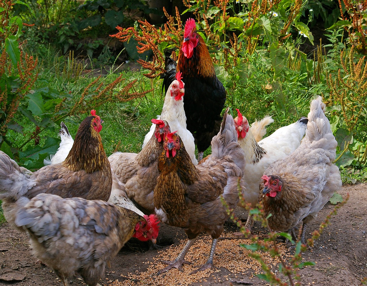 Image - chickens chicken run farm feeding