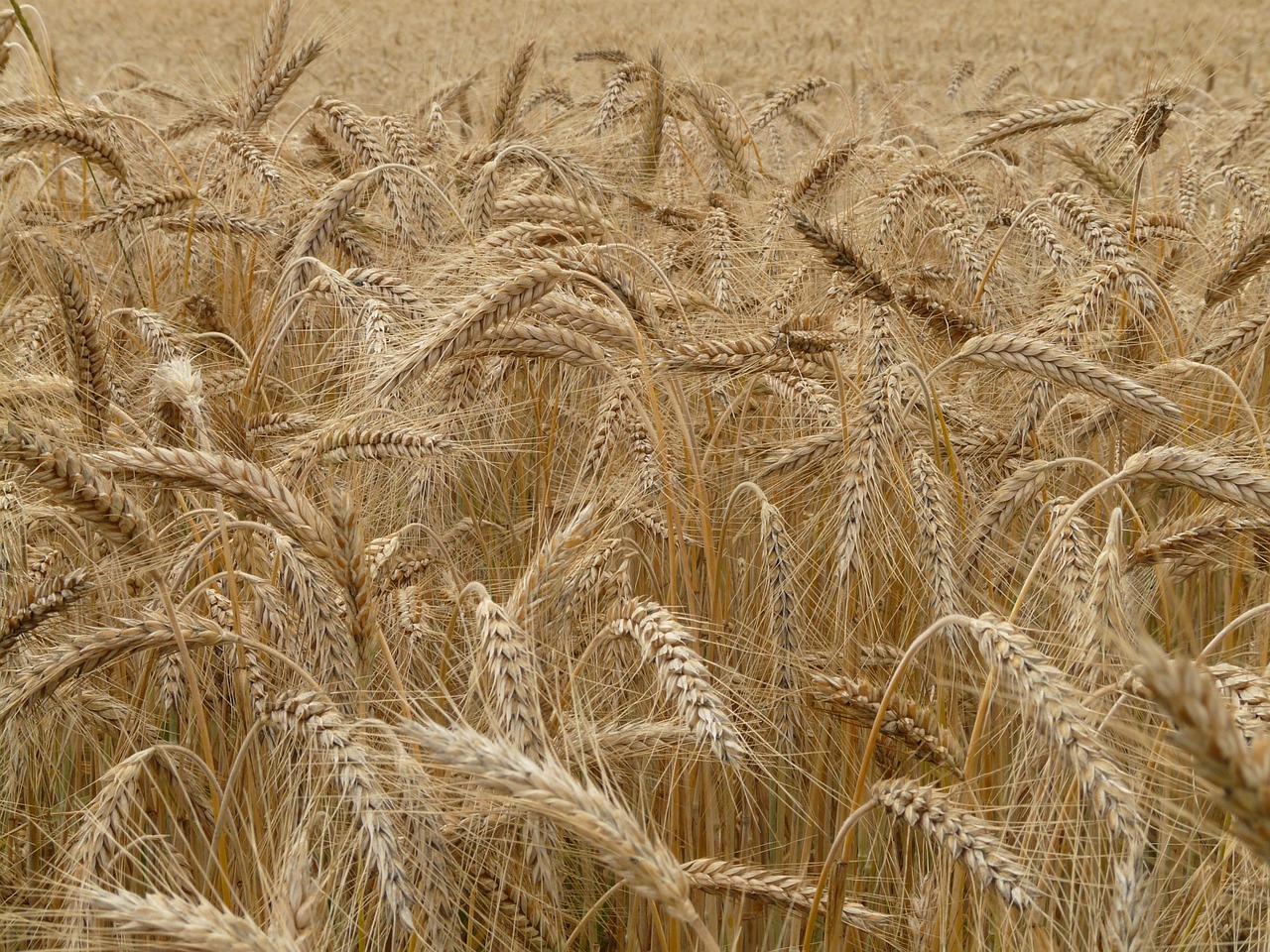 Image - spike rye cereals grain field