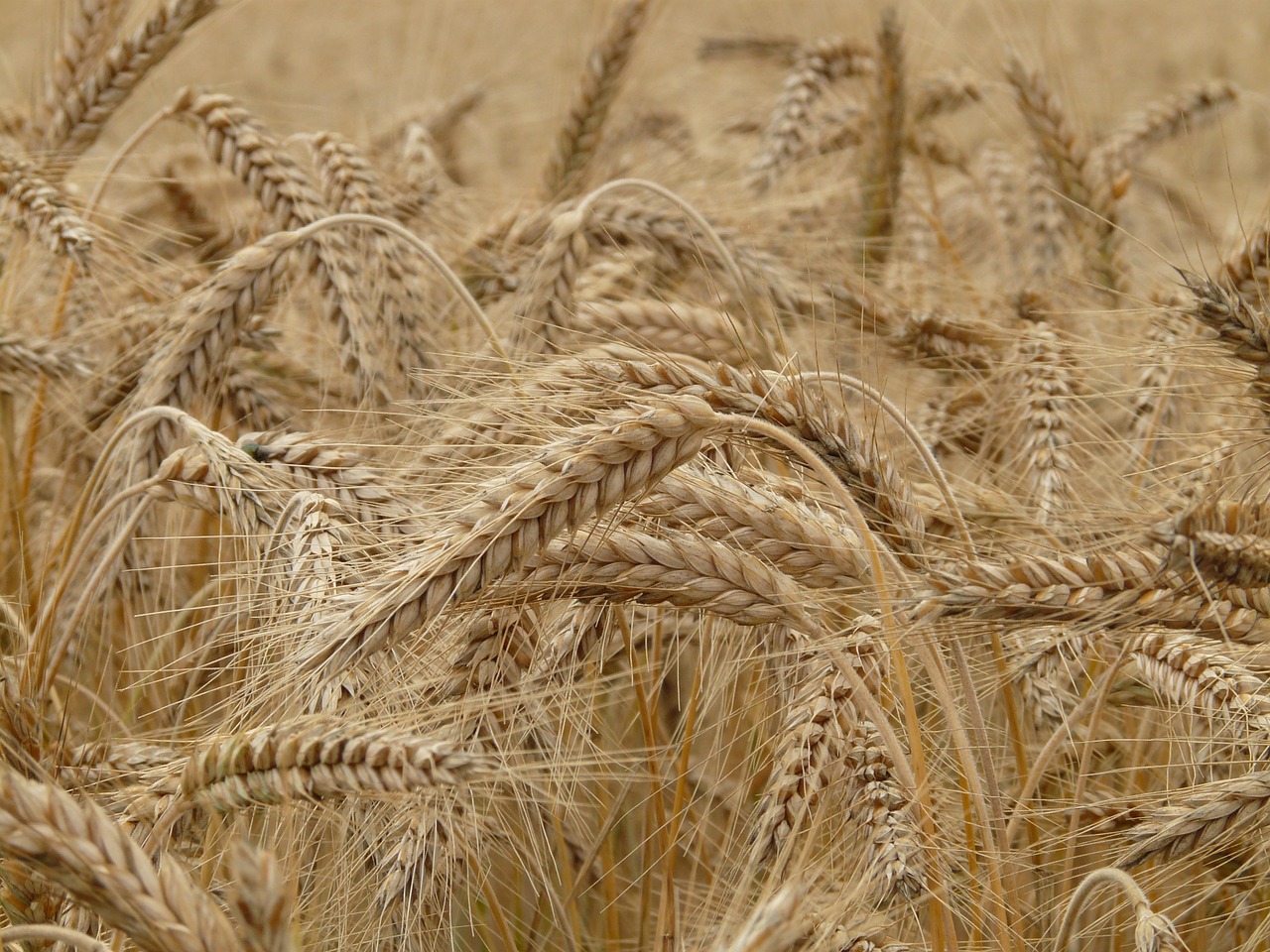 Image - wheat spike wheat field cereals