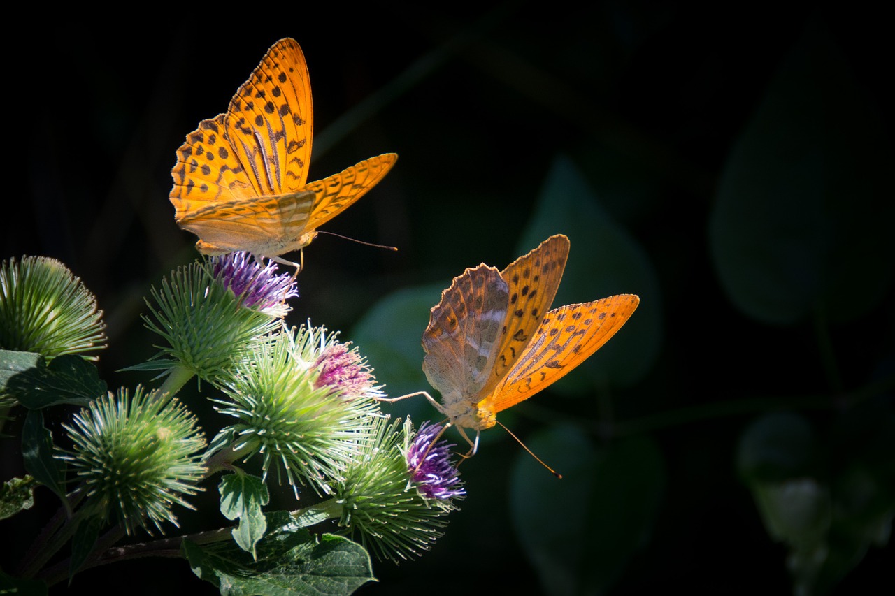 Image - silver bordered fritillary butterfly