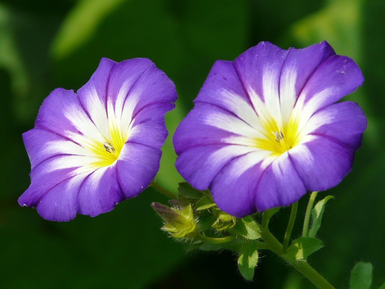 Image - sky blue morning glory