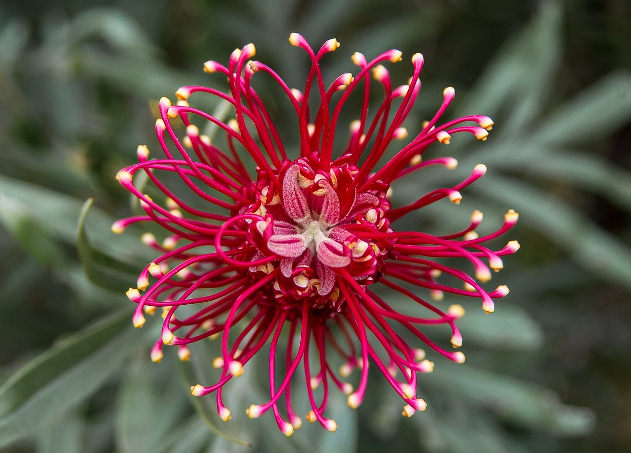 Image - grevillea flower australian native