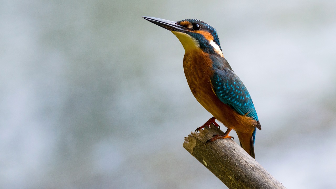 Image - alcedo atthis common kingfisher bird