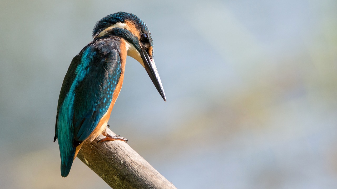 Image - kingfisher sitting bird colored