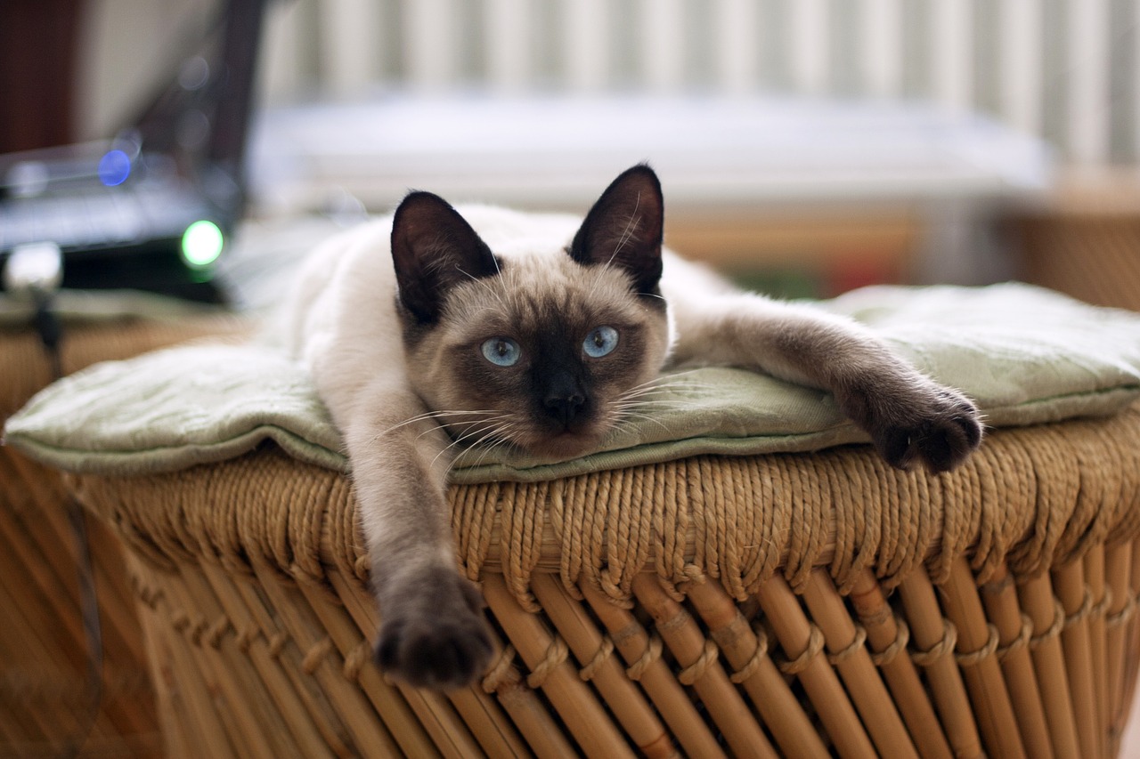 Image - cat thai cat cats pet animals