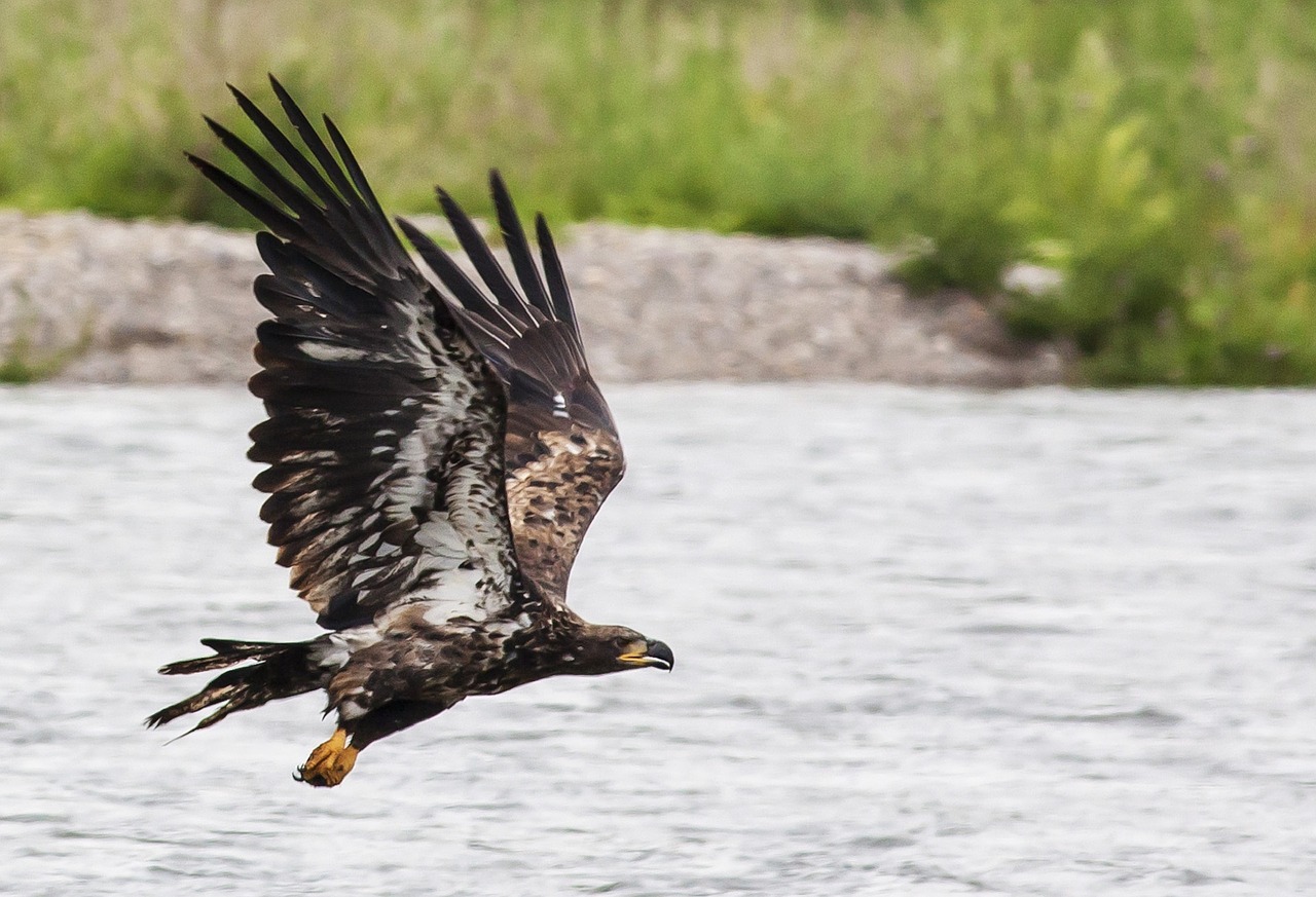 Image - golden eagle flight flying bird