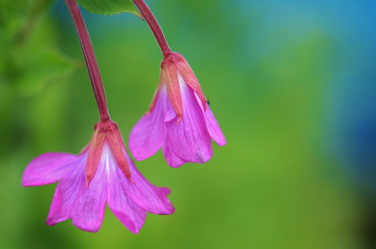 Image - flower nature spring natural