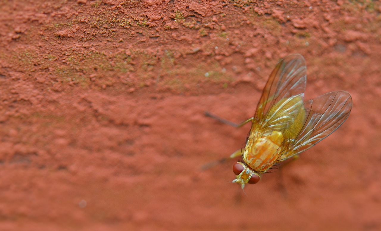 Image - insect natur aimal bug summer