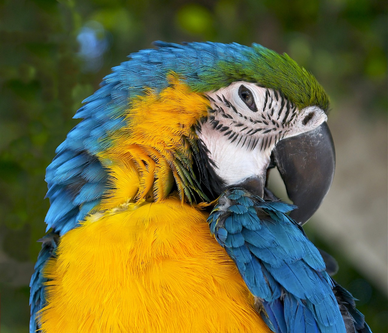 Image - ara ararauna blue and yellow macaw