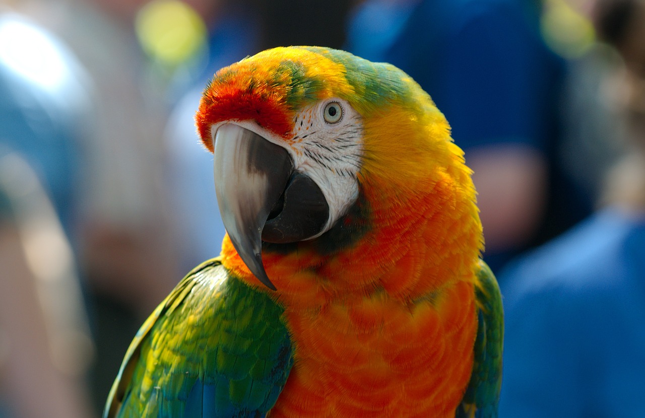 Image - ara hybrid parrot bird animal