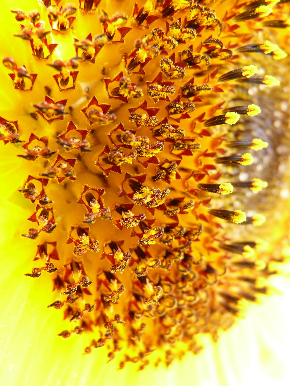 Image - tubular flowers sun flower