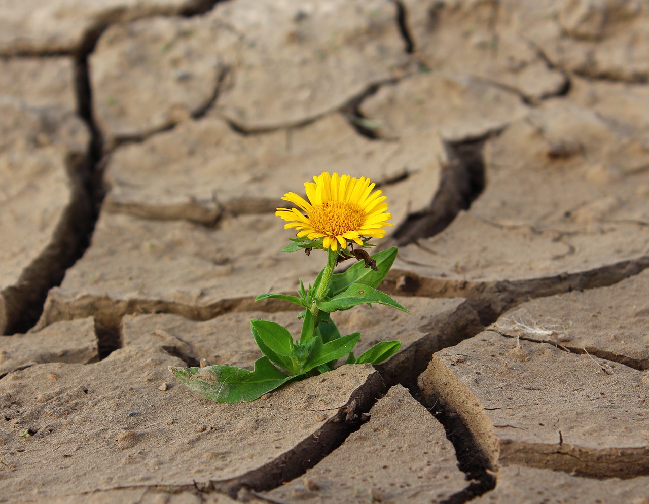 Image - flower life crack desert drought