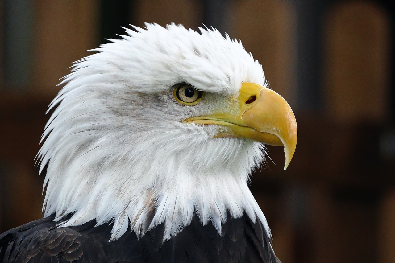 Image - eagle bird symbol animal wildlife