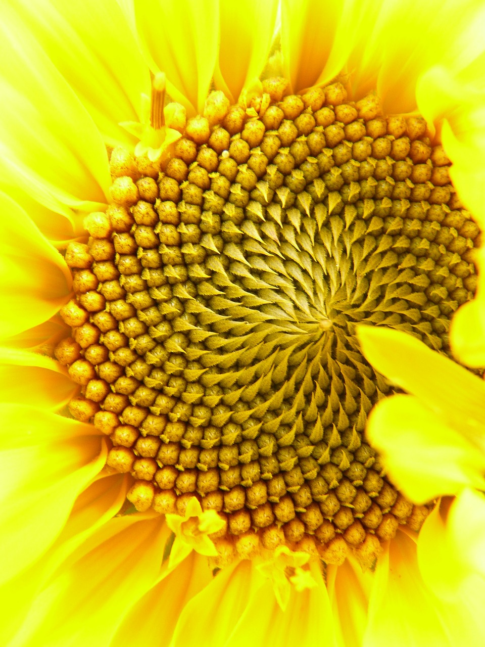 Image - inflorescence flower basket