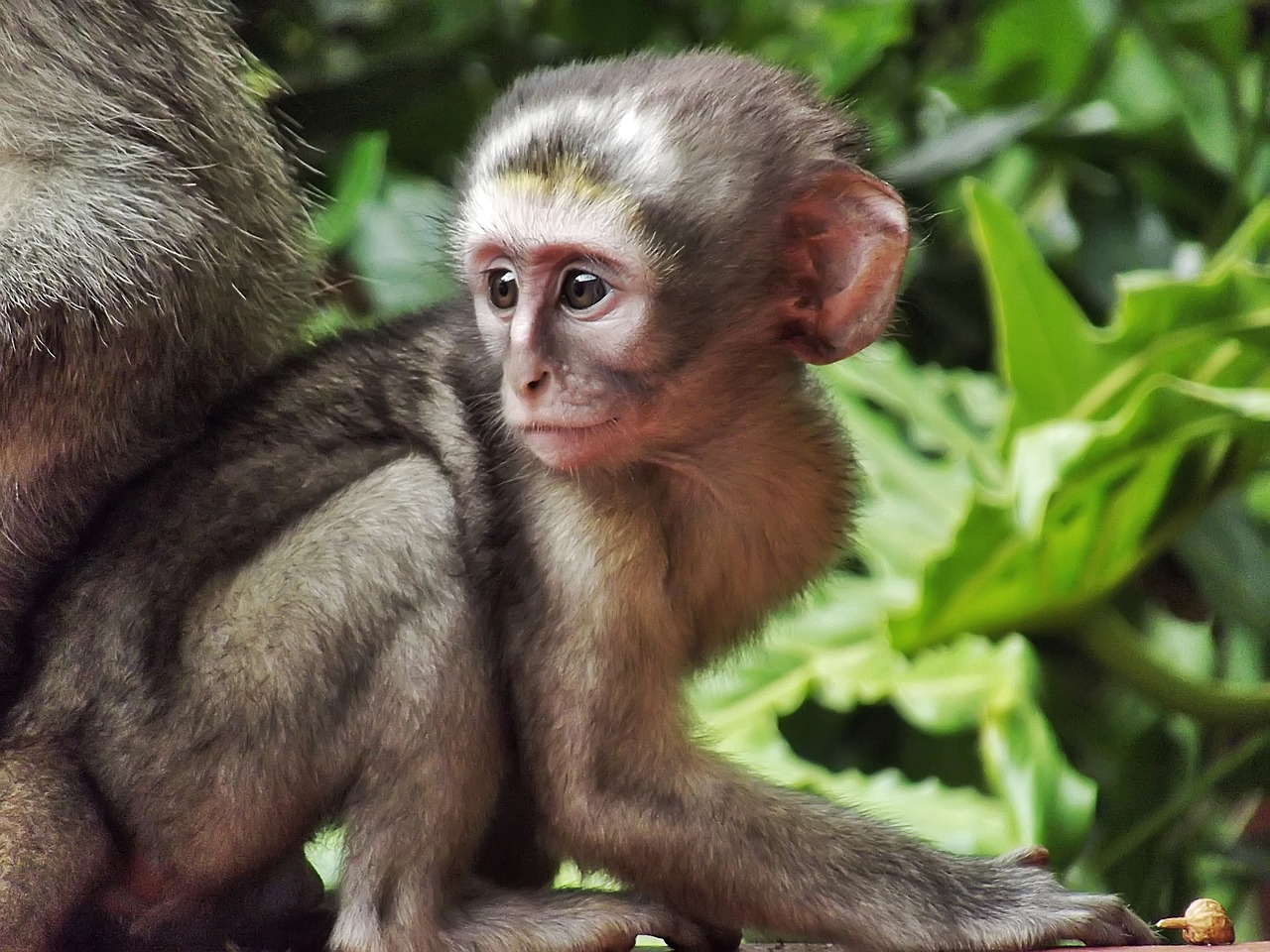 Image - vervet monkey baby male nature